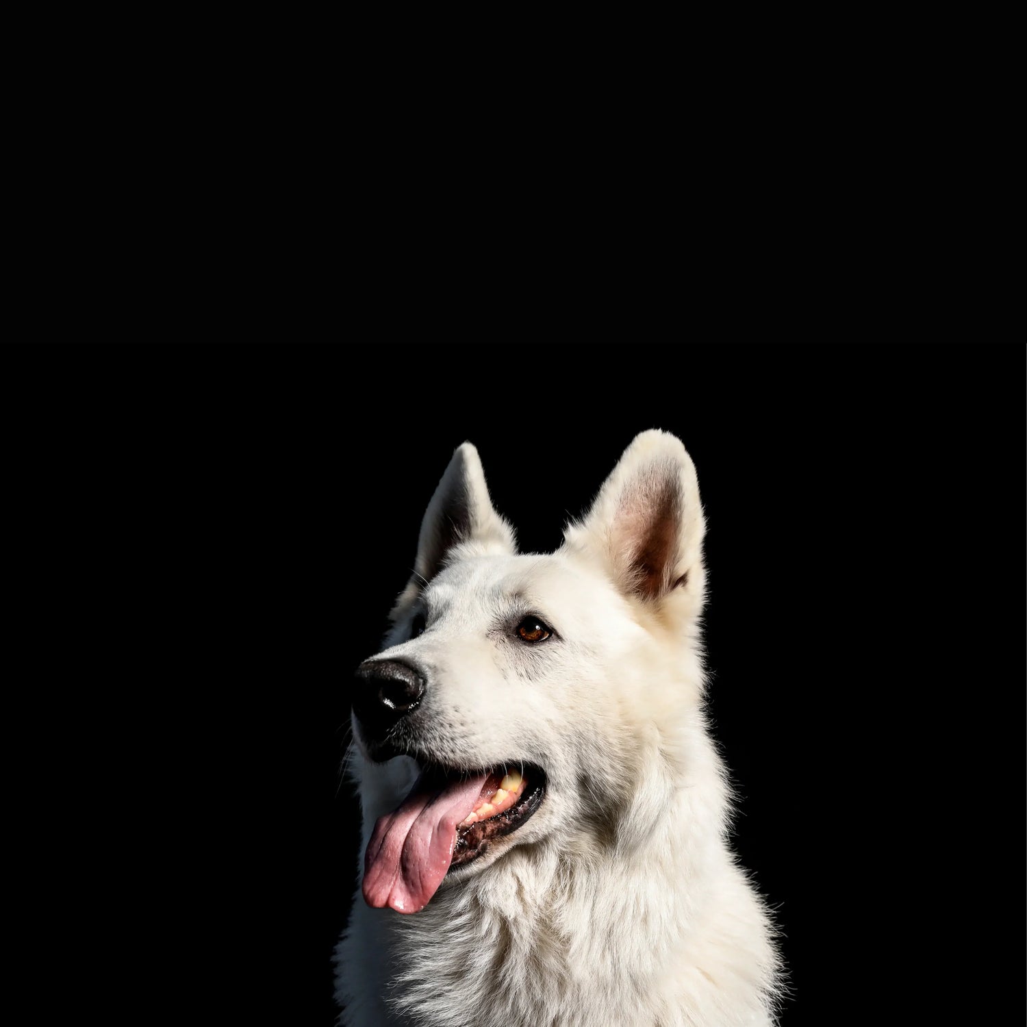 Dogs